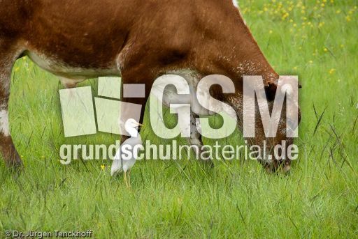 Hausrind (56 von 174).jpg